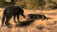 Prehistoric Predators: Dire Wolf