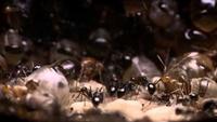 Empire of the Desert Ants