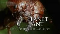 Planet Ant - Life Inside The Colony