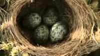 Cuckoo- Evolutionary Cheat