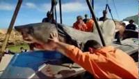 Inside Nature's Giants - Great White Shark