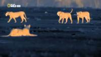 Wild: Night Of The Lion