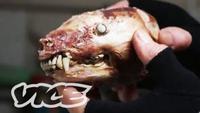 The Man Who Eats Roadkill
