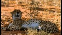 Stalking Leopards