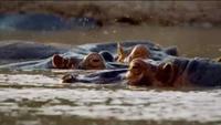 Inside Natures Giants: The Hippo