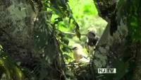 Jungle Eagle
