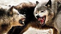 Yellowstone Scavengers