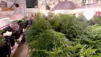 Marijuana Nation