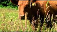 A Farm for the Future