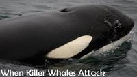 When Killer Whales Attack
