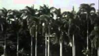 Sacrifice at Pearl Harbor