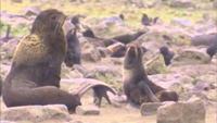 Pribilof Islands Scenes