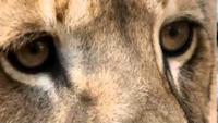 The Pack: When Lions Attack
