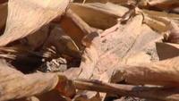 A Dry Season - The Drought of 2012