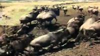 Wild Africa: Savannah 2