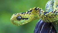 Freaks And Creeps: Africas Weird Animals