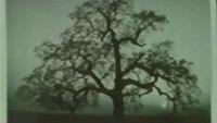 Ansel Adams