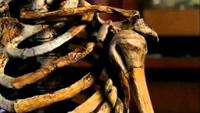 Neanderthals: Human Extinction