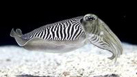 The Cuttlefish - Kings of Camouflage