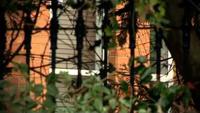 Ireland's Secret Cults