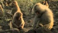 Living with Baboons