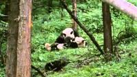 Pandas of the Sleeping Dragon