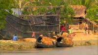Man Eating Tigers Of The Sundarbans
