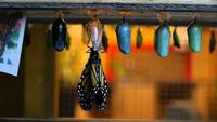 The Incredible Story of the Monarch Butterfly Four Wings and a Prayer
