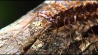 Monster Bug Wars 3 Quick And The Deadly