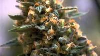 The Science of Marijuana