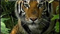 Last Maneater: Killer Tigers of India