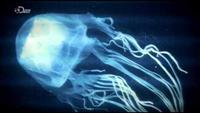 Attack Of The Giant Jellyfish
