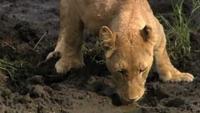 The Pack Lions