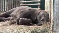Wild and Woolly, An Elephant and his Sheep