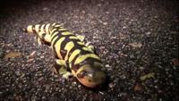 Metamorphosis: Amphibian Nature