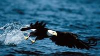 American Eagle