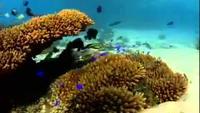 Treasures of the Great Barrier Reef