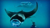 Maldives: diving paradise