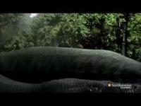 Titanoboa: Monster Snake