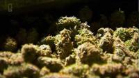 Super Weed