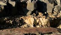 David Attenborough: Origin of Life: Arrival