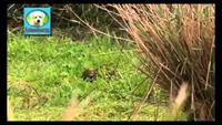 Japan's Wild Secrets