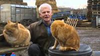 The Secret Life of the Cat