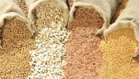 Seeds of Death: Unveiling The Lies of GMO's