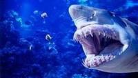 Prehistoric Predators: Megalodon