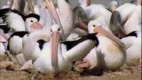 Pelicans: Outback Nomads