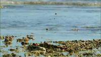Great Barrier Reef: Nature's Miracles