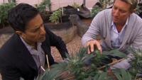 WEED - Sanjay Gupta