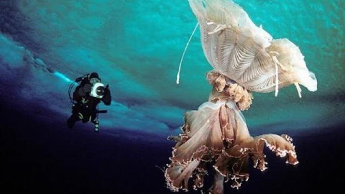 Under the Antarctic Ice Watch Online Documentary Addict