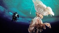 Under the Antarctic Ice